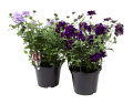 Sommerblomster mix 21 cm potte